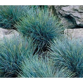 Maiden Grass Adagio Miscanthus Sinensis - Easy-Growing Ornamental Grass, Compact Size for Small Gardens & Containers, Stunning Fall & Winter Blooms, Low Maintenance, Zones 4-9, (1GAL, 1-2FT)