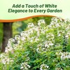 Outsidepride White Cleome Seeds - 1000 Pcs Annual Flower Seeds