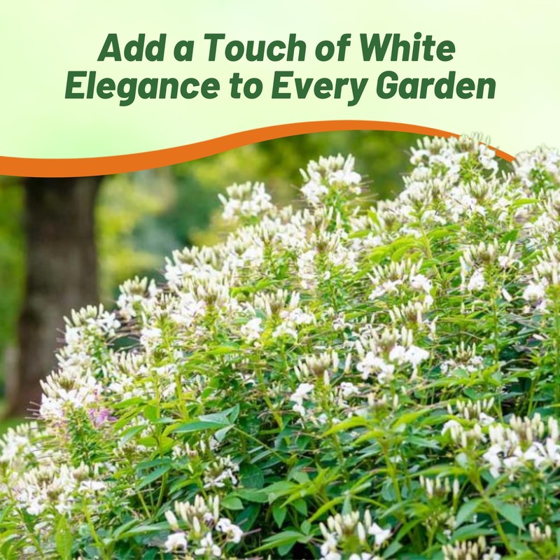 Outsidepride White Cleome Seeds - 1000 Pcs Annual Flower Seeds