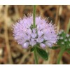Buy Rare Seeds Mentha pulegium | English Pennyroyal | 100_Seeds