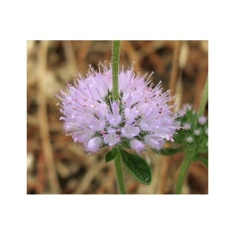 Buy Rare Seeds Mentha pulegium | English Pennyroyal | 100_Seeds