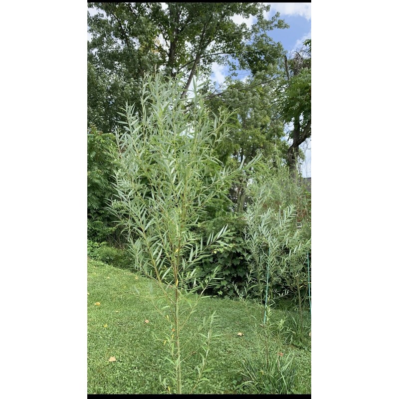 RLH 60 Thick Austree Hybrid Willow Tree Cuttings Fresh Cut