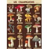 Cavallini & Co. Les Champignons Mushroom 20" X 28" Decorative Paper /Poster/Wrap