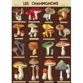 Cavallini & Co. Les Champignons Mushroom 20" X 28" Decorative Paper /Poster/Wrap