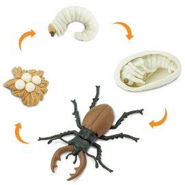 Safari Ltd. Life Cycle of a Stag Beetle - Educational Toy Figurines - Miniature Beetle Lifecycle Collection for Boys, Girls & Kids Age 4+