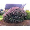 Abelia Grandiflora Edward Goucher | 1 Large Gallon Size Plant