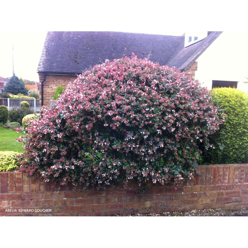Abelia Grandiflora Edward Goucher | 1 Large Gallon Size Plant