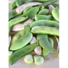 Henderson Bush, Lima Bean Seeds