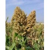CZ Grain Sweet Sugar Drip Sorghum Seeds - 200 Seeds
