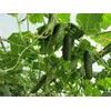 CEMEHA SEEDS - Seeds Vine Cucumber Open-Pollinated Pickling Non GMO