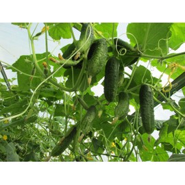 CEMEHA SEEDS - Seeds Vine Cucumber Open-Pollinated Pickling Non GMO Vegetable for Planting