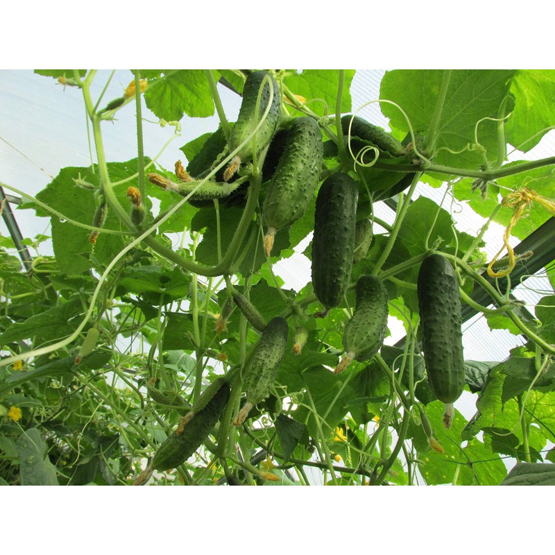 CEMEHA SEEDS - Seeds Vine Cucumber Open-Pollinated Pickling Non GMO