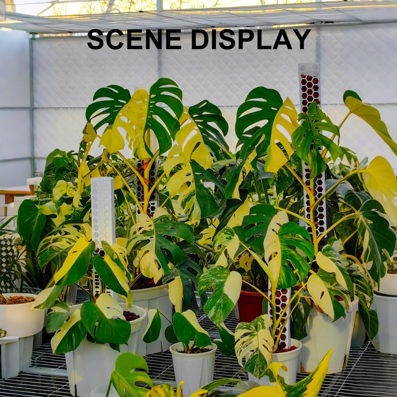 D Shape Sphagnum Moss Pole for Climbing Plants - 6