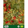 Biojoy Biojoy BIO-Wei?dorn-Tee (100 g), Wei?dornbl?tter geschnitten, Hawthorn Tea (Crataegus