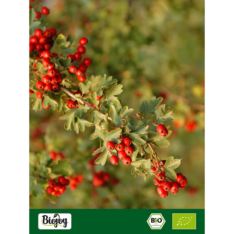 Biojoy Biojoy BIO-Wei?dorn-Tee (100 g), Wei?dornbl?tter geschnitten, Hawthorn Tea (Crataegus