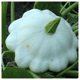 Everwilde Farms - 1/4 Lb Bennings Green Tint Scallop Summer Squash Seeds - Gold Vault