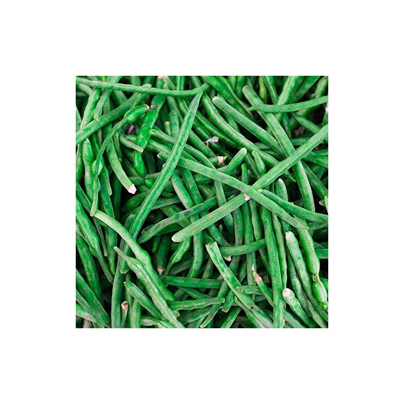 Jade Bush Bean Seed (Treated) - 5 Lb - Non-GMO,