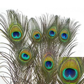 Natural Peacock Feather Cat Toy 12 pack