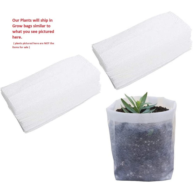 Climbing Hydrangea Anomala (petiolaris) - Live Plant - (1 QT)