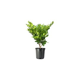 Ligustrum Lucidum Waxleaf | 2 Extra Large 3 Gallon Plants | Lustrous Garden Shrub | Ideal for Privacy & Hedges | Durable Outdoor Greenery