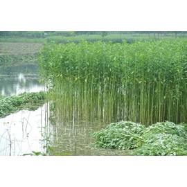 8000 Egyptian Spinach Seeds - Rau Day - Corchorus Olitorius Molokhia, Ewedu, Jute, Saluyot Seeds| Non GMO | Organic | Heirloom