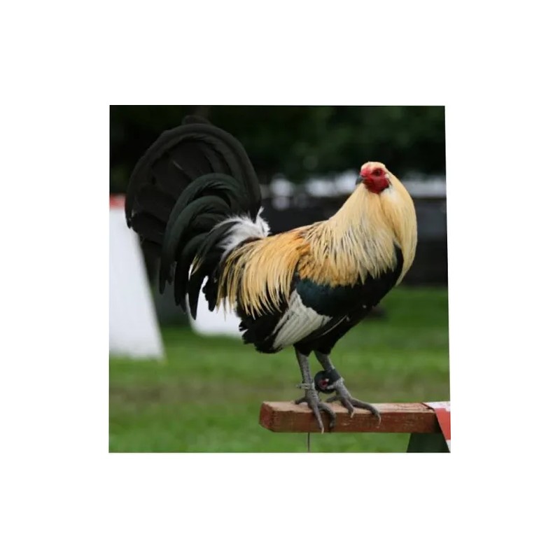 Multigallo Max, Suplemento Multimineral Para Aves De Combate