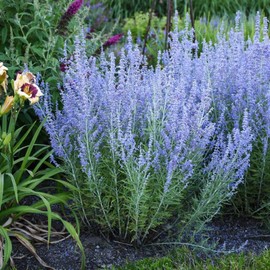 Perennial Farm Marketplace Perovskia a. 'Blue Jean Baby' (Russian Sage) Perennial, Size-#1 Container, Lavender Spikes