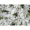 Classy Groundcovers, Phlox subulata 'Snowflake' (Flat of 18 Pots, 3