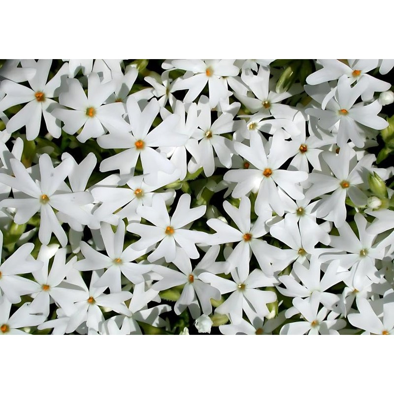Classy Groundcovers, Phlox subulata 'Snowflake' (Flat of 18 Pots, 3