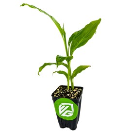 Galanga (Thai Ginger) Live Herb Plant - Alpinia Galangal by Wellspring Gardens Starter Plant - Spice for Southeast Asian Cooking - Planting and Culinary Use - Citrus, Black Pepper, Pine Needle Flavor