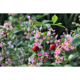 Brussel's Bonsai Live Barbados Cherry Bonsai Tree - Indoor Live Bonsai Tree with Ceramic Bonsai Pot