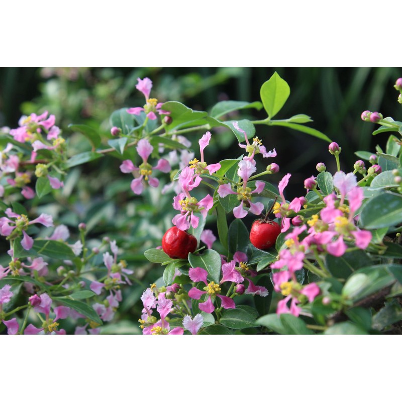 Brussel's Bonsai Live Barbados Cherry Bonsai Tree - Indoor Live