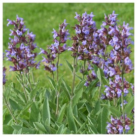 Everwilde Farms - 1/4 Lb Organic Broadleaf Sage Herb Seeds - Gold Vault