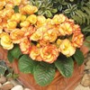 Outsidepride 10 Seeds Annual Primula Common Primrose Primlet Yellow Sunrise