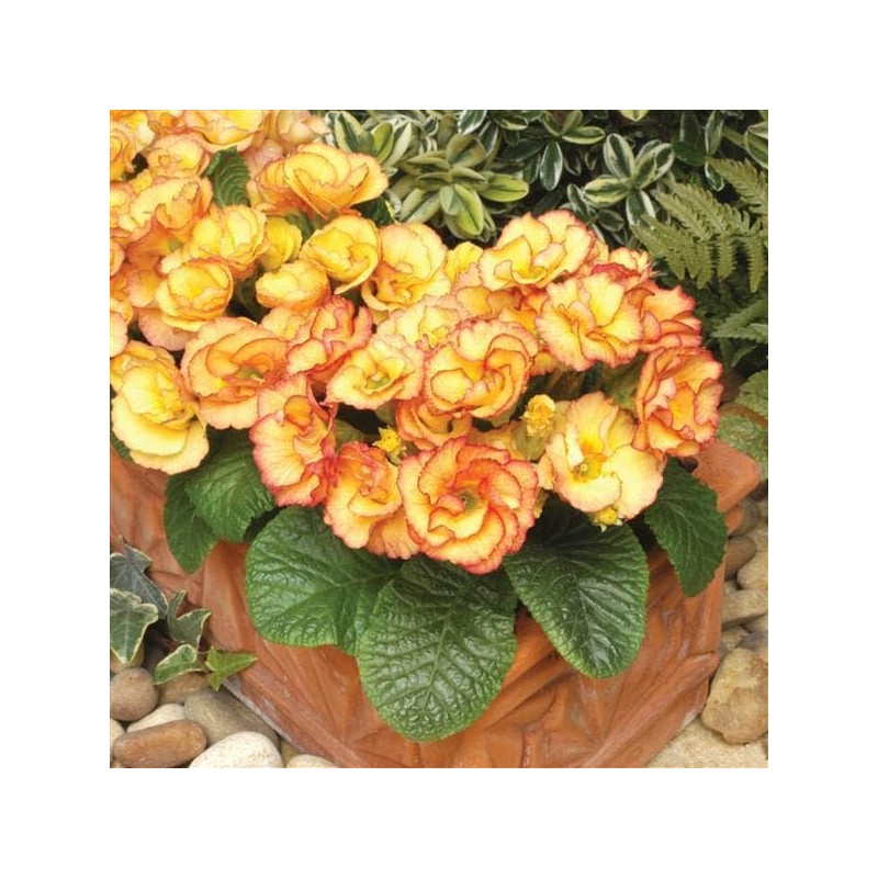 Outsidepride 10 Seeds Annual Primula Common Primrose Primlet Yellow Sunrise