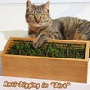 BENPIN Wooden Cat Grass Planter (no Seeds Included) with Potting