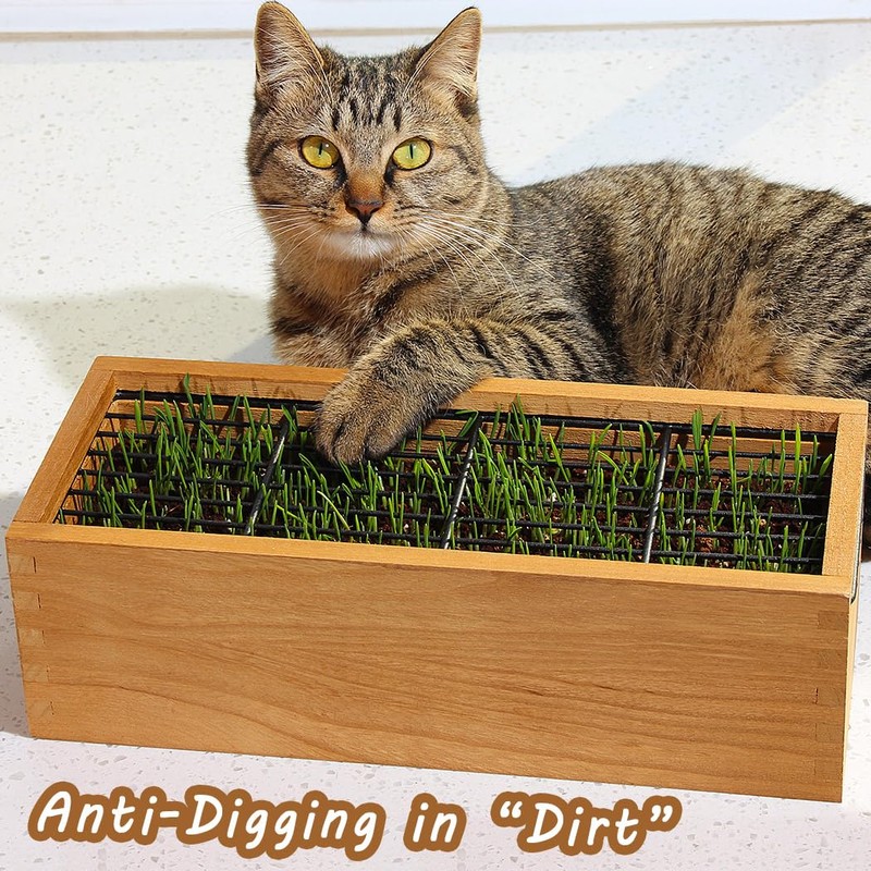 BENPIN Wooden Cat Grass Planter (no Seeds Included) with Potting