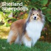 Shetland Sheepdogs | 2025 12 x 24 Inch Monthly Square