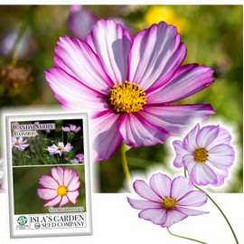 Candystripe Cosmos Flower Seeds for Planting, 100+ Flower Seeds Per Packet, (Isla's Garden Seeds), Non GMO & Heirloom Seeds, Botanical Name: Cosmos bipinnatus, Great Home Garden Gift