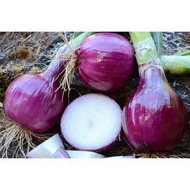Sunshine Seeds Japanese Shonan Red Onion Seeds (100) / ORGANIC / ASIAN CUISINE / MILD / RARE