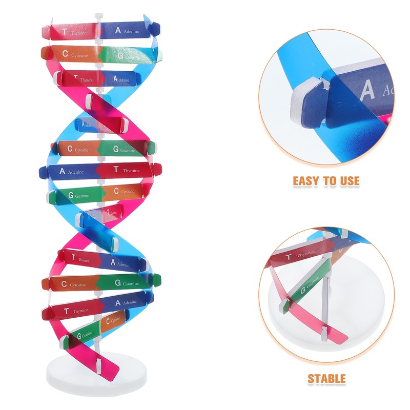 ULTECHNOVO Helix Gene Model Kit Models Double Helix Model Dna