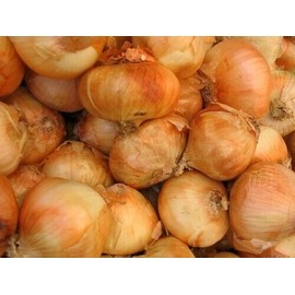 Vidalia Onion 500 Vidalia Yellow Extra Sweet Hybrid F1 Onion Seeds Non-GMO Heirloom USA