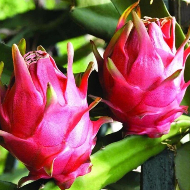 Gardenia Cultivate Enchantment with 200Pcs Dragon Fruit Seeds