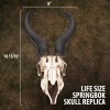 K Exclusive African Springbok Antelope Skull Replica | Cold Cast