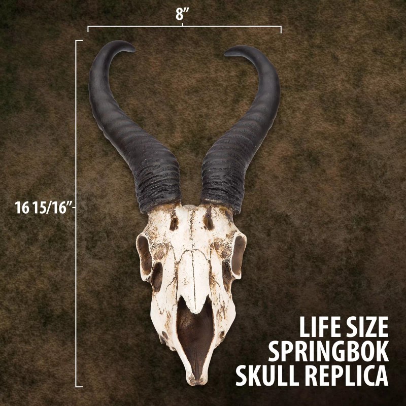K Exclusive African Springbok Antelope Skull Replica | Cold Cast
