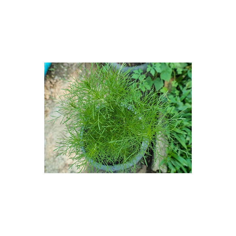 Teddybear Dill Dwarf Fernleaf Dillweed Pickling Pickles Premium Seed Packet