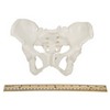 Axis Scientific Skeletal Model of The Female Pelvis | Cast