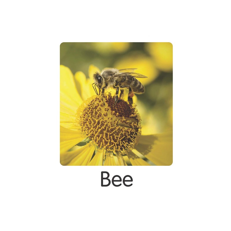 TEACH PLAY Paquete de Flash Cards Animals Idioma: Inglés 45