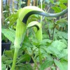 Arisaema tortuosum | Whipcord Cobra Lily | Jack in The Pulpit | 10_Seeds