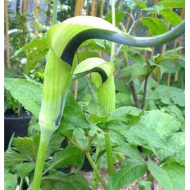 Arisaema tortuosum | Whipcord Cobra Lily | Jack in The Pulpit | 10_Seeds